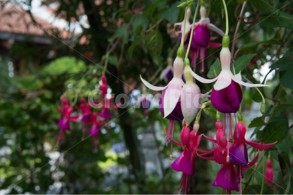 꽃,봄꽃,퍼플,보라꽃,자연,식물,자연,plants,nature,꽃,flower