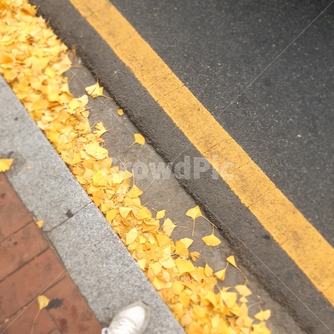 가을,단풍,은행나무,은행,낙엽,분위기,무드,외로움,쓸쓸함