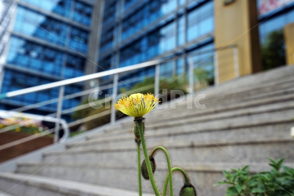 봄,꽃,꽃송이,원예,자연,아름다움,향기,spring,season,flower,floreal,bloom,nature,garden,beautiful,plant,식물,자연,plants,nature,꽃,flower