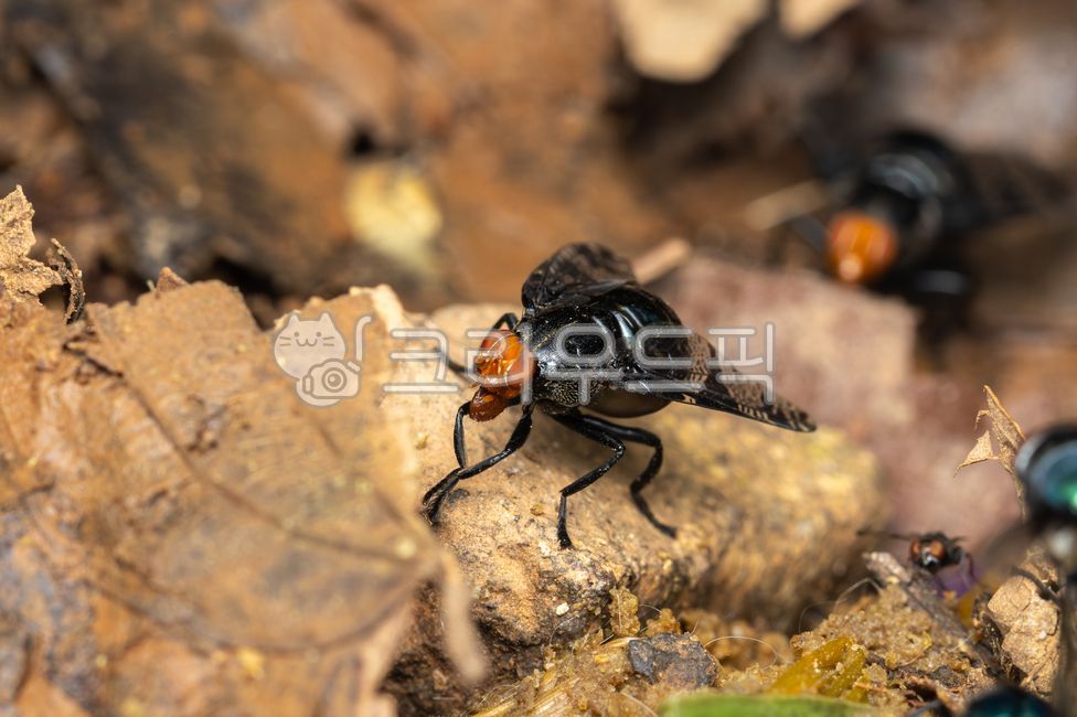 자연,생물,곤충,파리,날개알락파리,prosthiochaetabifasciata
