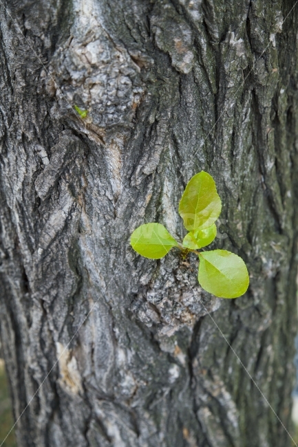 나무,질감,텍스쳐,봄,초록,식물,자연,plants,nature