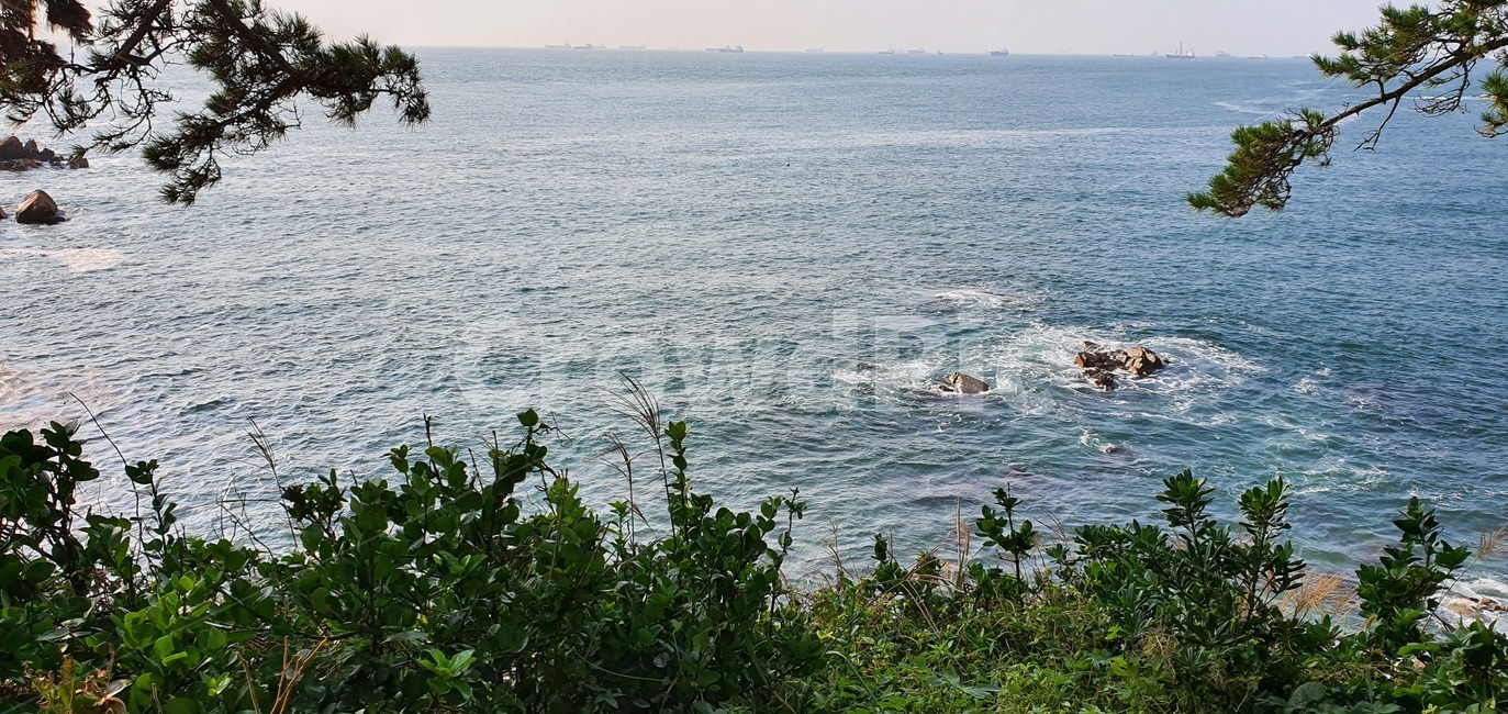 바다,돌,파도,나무,가을,물,water,한국자연풍경,한국자연경관,korea nature landscape