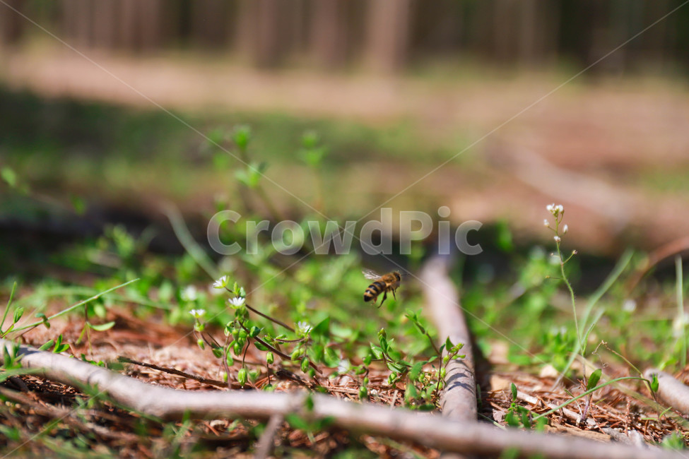 벌,자연,풀,식물,동물,곤충,plant,bee,nature,insect,ground,바닥,honeybee,식물,자연,plants,nature