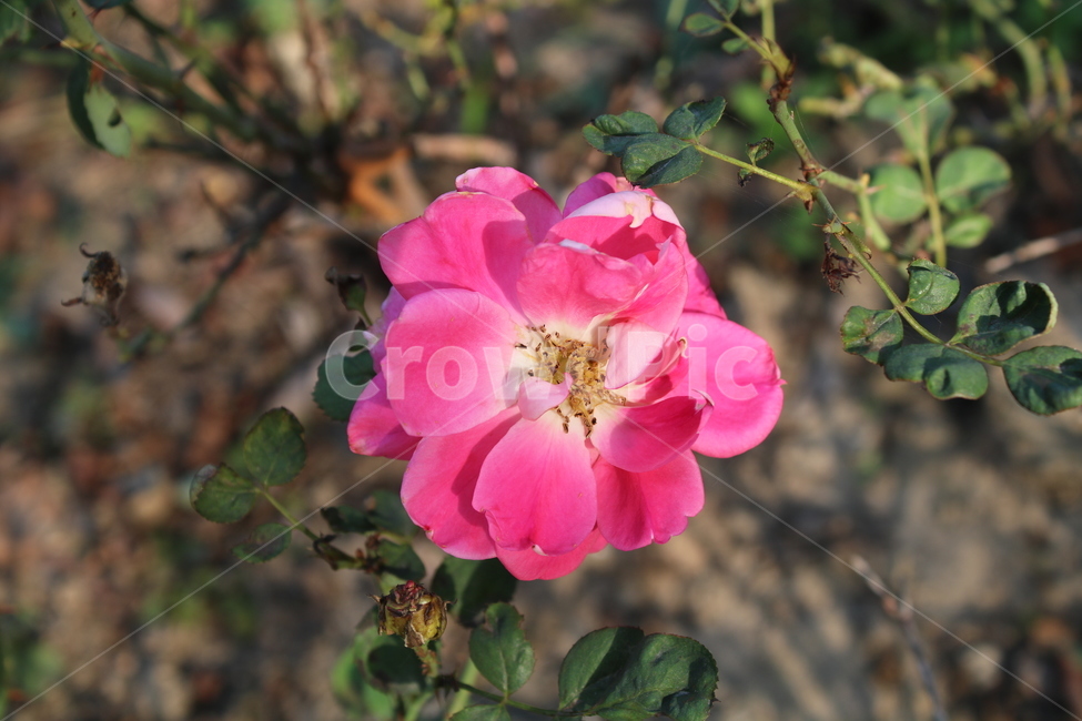 blossom,꽃,봄,plant,화분