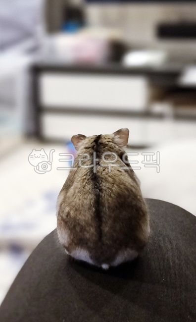 햄스터,햄찌,반려동물,뒷모습,동물,포유류,설치류,animal
