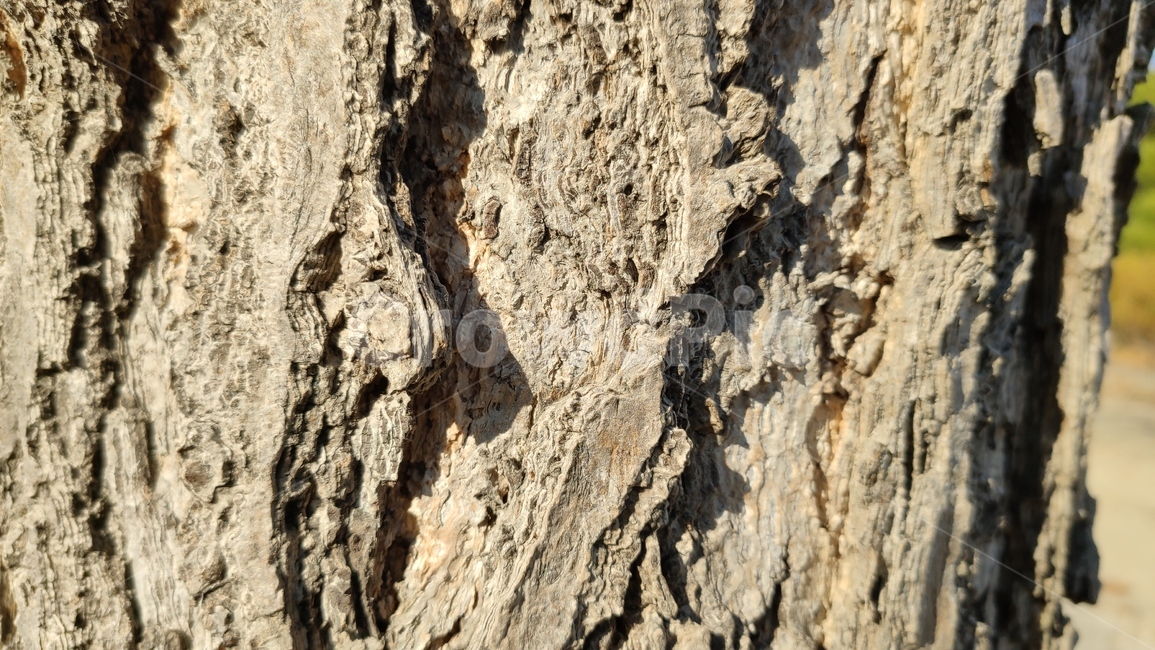 나무껍질,나무질감,식물,나무,plant,tree,bark,woodtexture,식물,자연,plants,nature,나무,trees,wood,텍스처,질감,패턴,texture,pattern