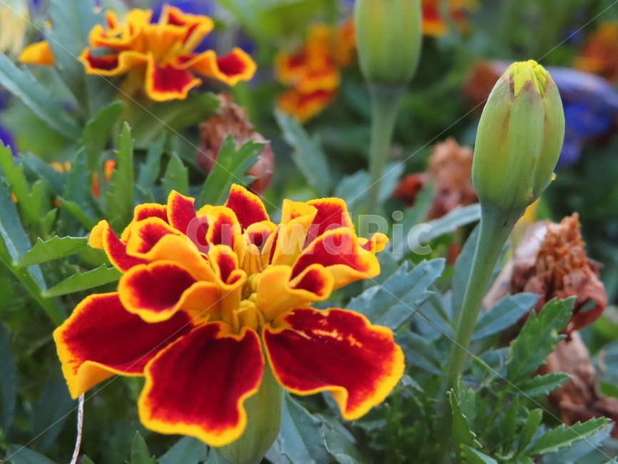 쌍떡잎,식물,꽃,아름다움,노란색,빨간색,공원,화려한,doubletteokleaves,plants,flowers,beauty,yellow,red,park,sunny