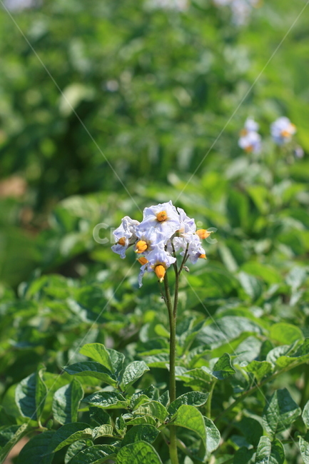 꽃,flower,plant,식물,감자꽃,흰꽃