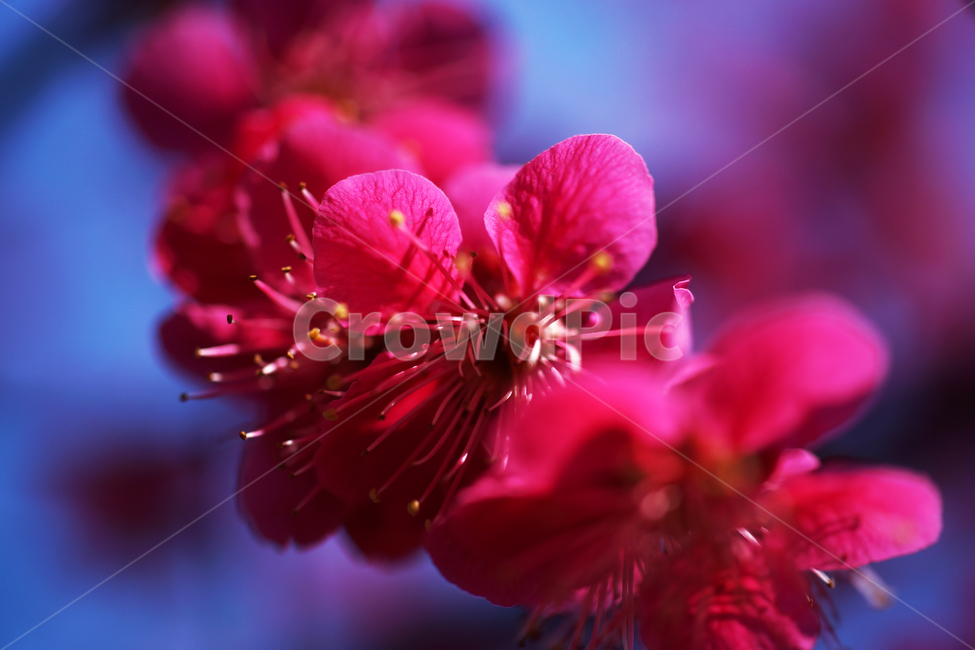 홍매화,매화,홍매,꽃,봄,계절,붉은빛매화,식물,자연,plants,nature,꽃,flower