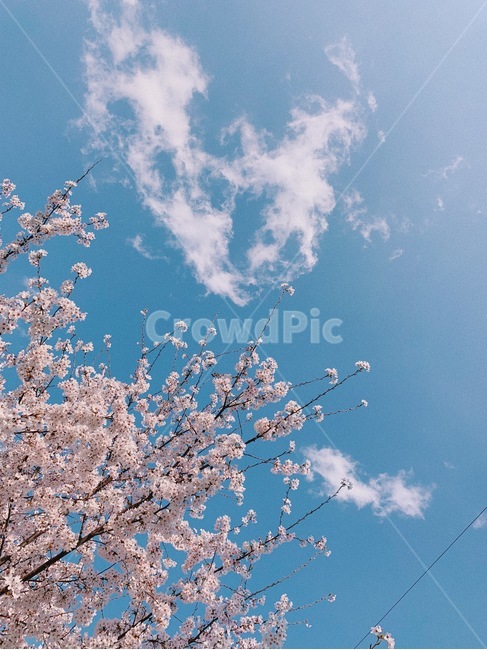 벚꽃,하늘,봄,풍경,배경,봄,계절,spring,season,식물,자연,plants,nature,꽃,flower,plant,blossom