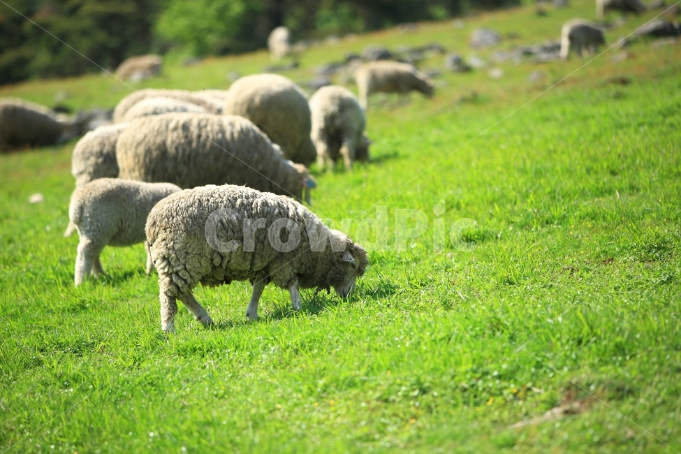 양,목장,무등산,자연,풍경,동물,animal,포유류,mammal,산업,industry,industrial,목축업,목장,livestock farming,ranching,pasture