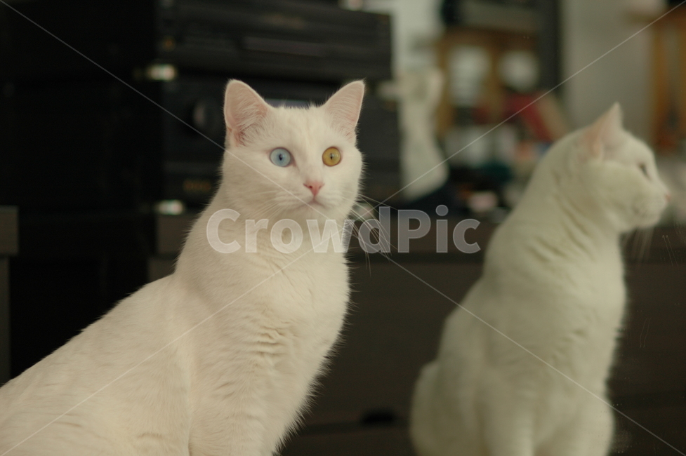 오드아이,고양이,터키쉬앙고라,흰색,애완동물,동물,반려동물,방,거울,거울에비친