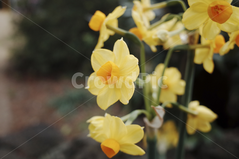 수선화,daffodils,daffodil,꽃,flower,노란,노란꽃,yellow,yellowflower,plant,식물,blossom,식물,자연,plants,nature,꽃,flower