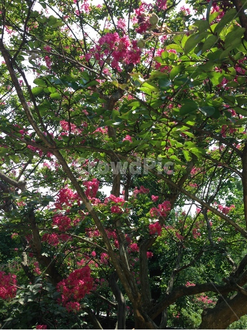 배롱나무,백일홍,꽃,전통,배롱,나무,식물,자연,plants,nature,꽃,flower