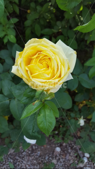 꽃,노랑,식물,자연,장미,yellow,햇살,식물,자연,plants,nature,꽃,flower