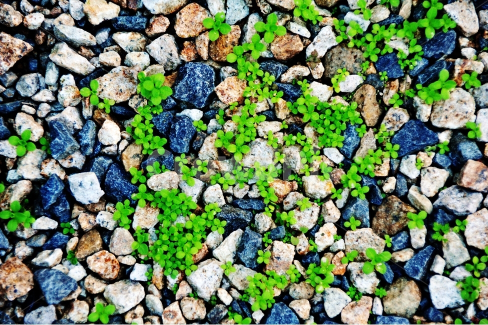 돌,자갈,식물,새싹,초록,봄,자연,풍경,연두색,봄,계절,spring,season,식물,자연,plants,nature,rubble,파편,dirt road,흙길,gravel,road,도로