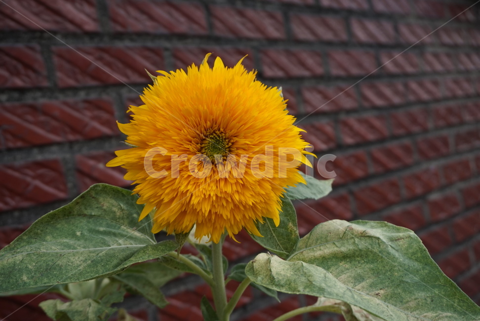 꽃,해바라기,노랑색,sunflower,식물,여름,가을,flower,plant