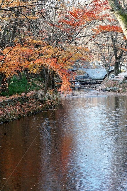 가을,나무,단풍,그림자,낙엽,season,autumn,fall,자연,계절,풍경,감성,서정,시냇물,다리,가을,계절,fall,autumn,season,자연,풍경,nature,landscape,한국자연풍경,한국자연경관,korea nature landscape,plant,식물,tree