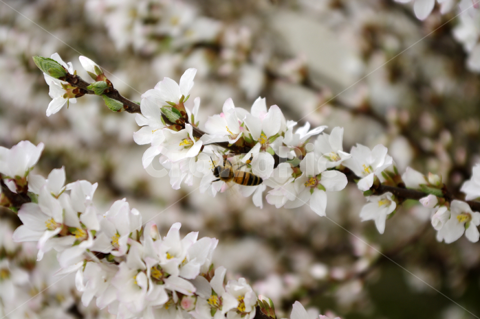 앵두꽃,꽃,flower,식물,plant,식물,자연,plants,nature,꽃,flower