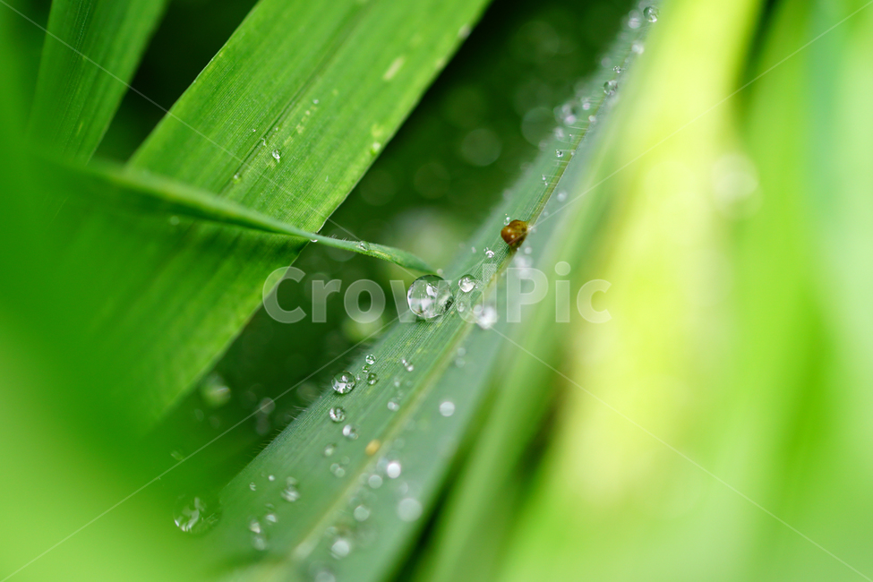 자연,nature,물방울,이슬,아침,아침이슬,풀,풀잎,식물,plants,raindrop,dropofwater,waterdroplet,steam,closeup,클로즈업,macro,메크로,마크로,접사,풍경,landscape,감성사진,감성,식물,자연,plants,nature