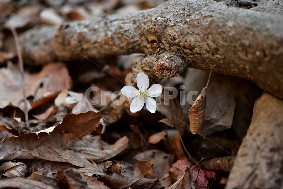 ecological photo,March,spring flower,spring,healing,ecology,native place,plants,grass,beoleum,season,byeonsan,flowers,seasons,Flower,original,nature,Ranunculaceae,tree,woody,flower,Byeonsan Wind Flower,herbaceous,2018,wildflowers,mountain flowers,backgrou
