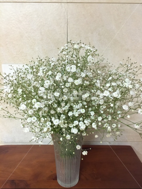 꽃,화분,집의꽃,하얀꽃,흰꽃,실내용화초,화분,화초,house plant