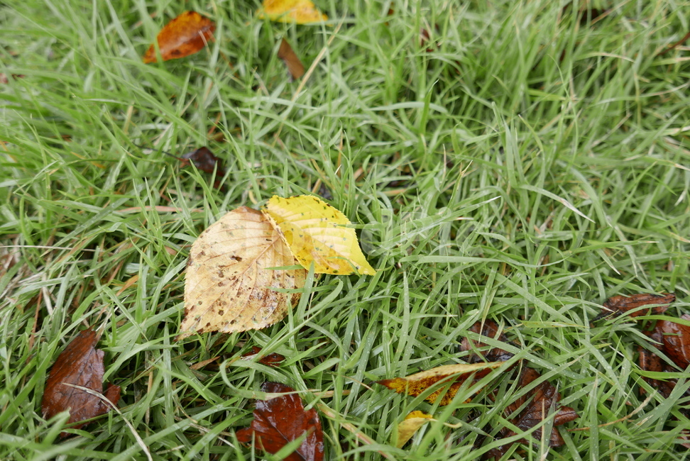 식물,풀,낚옆,잎,바닥,plant,leaf,ground,가을,autumn,가을,계절,fall,autumn,season