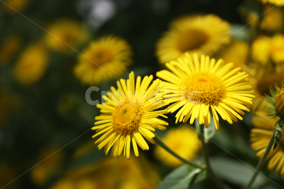꽃,자연,flower,natural,노란꽃,yellow,노란색,꽃잎,꽃술,상큼,생태,자연물,활짝,배경