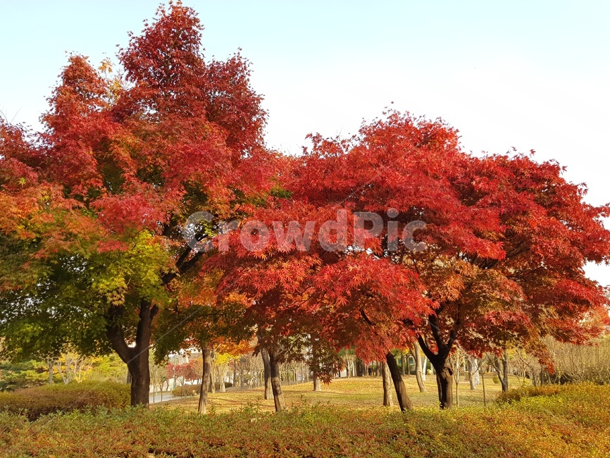 단풍,나무,가을풍경,만석공원,tree,가을,계절,fall,autumn,season,plant,식물,maple