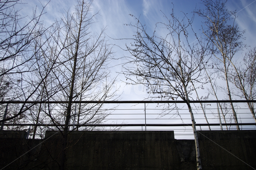 겨울,나무,식물,plant,하늘,구름,자연,풍경,nature,landscape