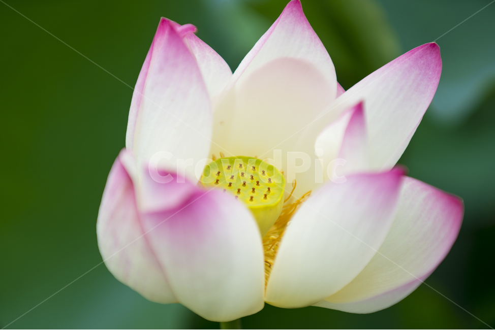 연꽃,여름,매크로,lotus,연꽃잎,식물,자연,plants,nature,꽃,flower