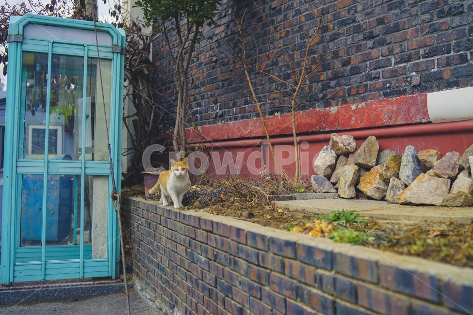 고양이,길고양이,길,고독함,외로움,동물,동물사진,ladnscape,animal,동물,animal,포유류,mammal,고양이,cat,kitten,kitty