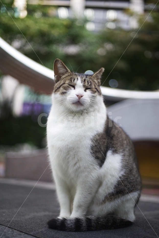 	고양이,길고양이,길냥이,애완동물,반려동물,생명,포유류,야생동물,야생,길짐승,짐승,자연,cat,kitty,kitten,cute,lovely,adorable,pet,animal,street,streetcat,stray,straycat,wild,wildlife,wildcat,wildanimal,nature,natural,beauty,beautiful,예쁜사진,배경화면,바탕화면,감성사진,동물,animal,포유류,mammal,고양이,cat,kitten,kitty