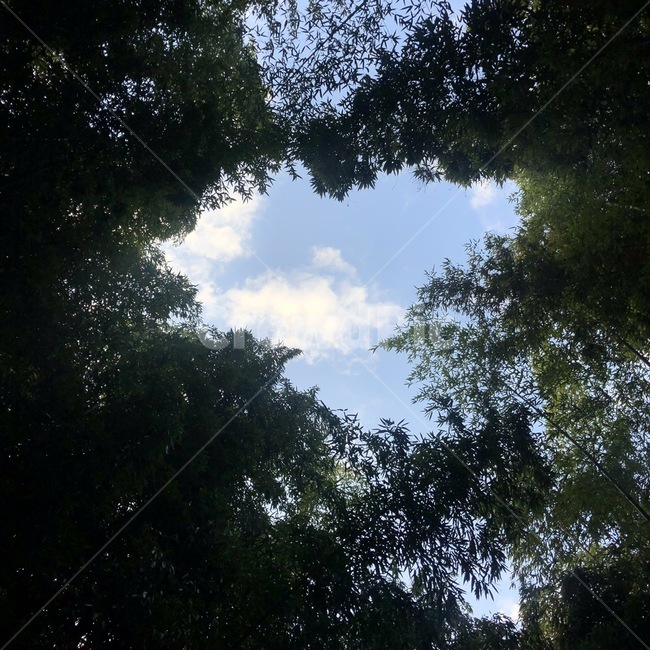 대나무,하늘,구름,나무들,숲사이,숲,tree,cloud,sky,bamboo,자연,풍경,nature,landscape,나무,plant,식물,flare,플레어,light,빛,outdoors,옥외