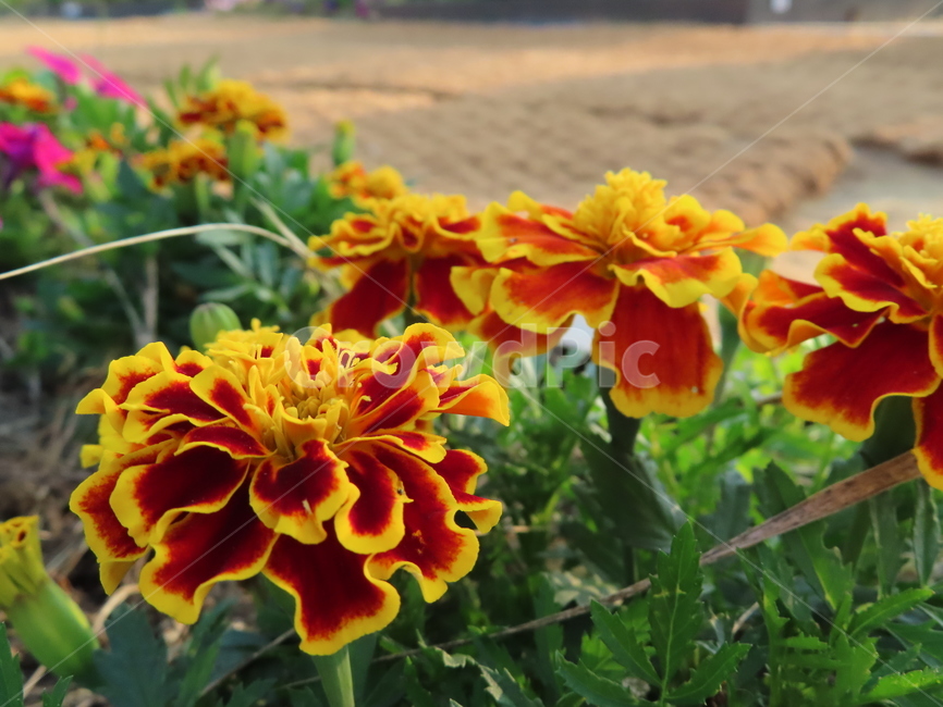 쌍떡잎,식물,꽃,아름다움,노란색,빨간색,공원,화려한,doubletteokleaves,plants,flowers,beauty,yellow,red,park,sunny