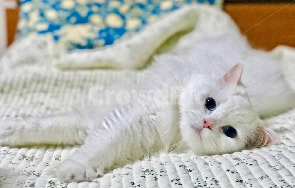고양이,냐옹이,애완동물,반려동물,cat,집사,터키쉬앙고라,러시안블루