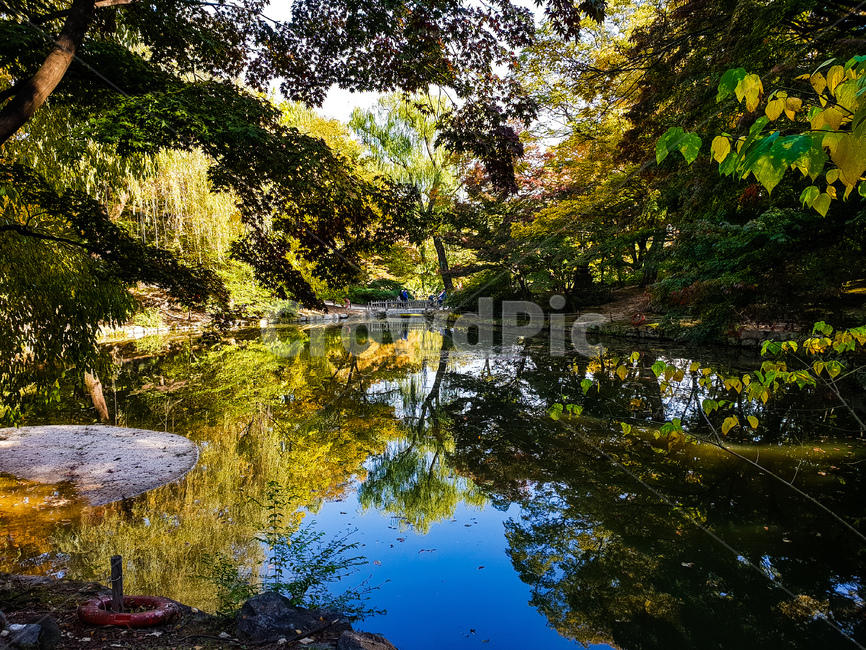 단풍,단풍나무,나뭇잎,잎사귀,가을,가을풍경,낙엽,천고마비,알록달록,autumn,가을축제,단풍축제,단풍놀이