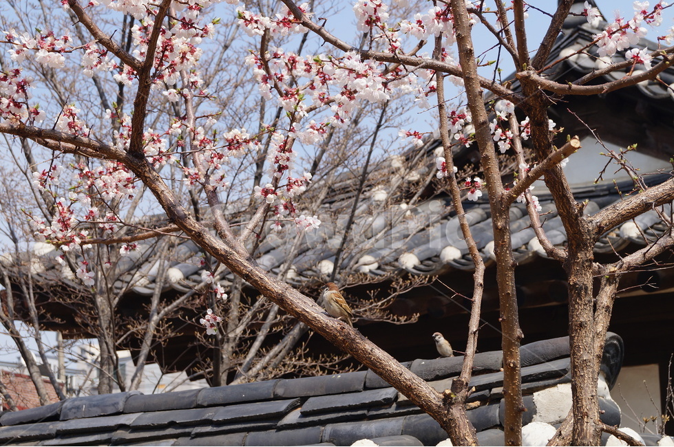 벚나무,벚꽃,참새,한옥,기와,식물,자연,plants,nature,꽃,flower,조류,새,birds