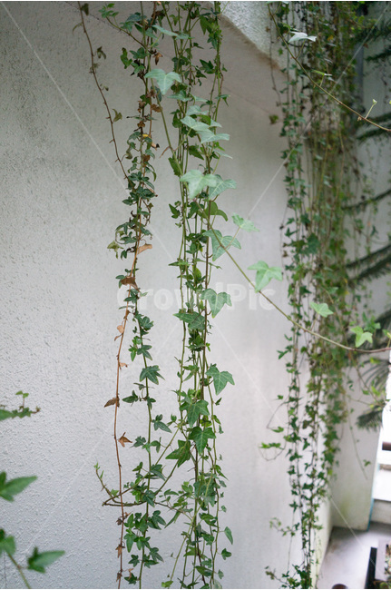 넝쿨,담쟁이넝쿨,배경,바탕,배경이미지,바탕이미지,식물,자연,plantsnature,서울숲,식물,자연,plants,nature