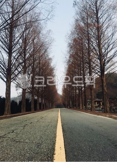 trail,Drive course,sand ash,road name,tree,metasequoia