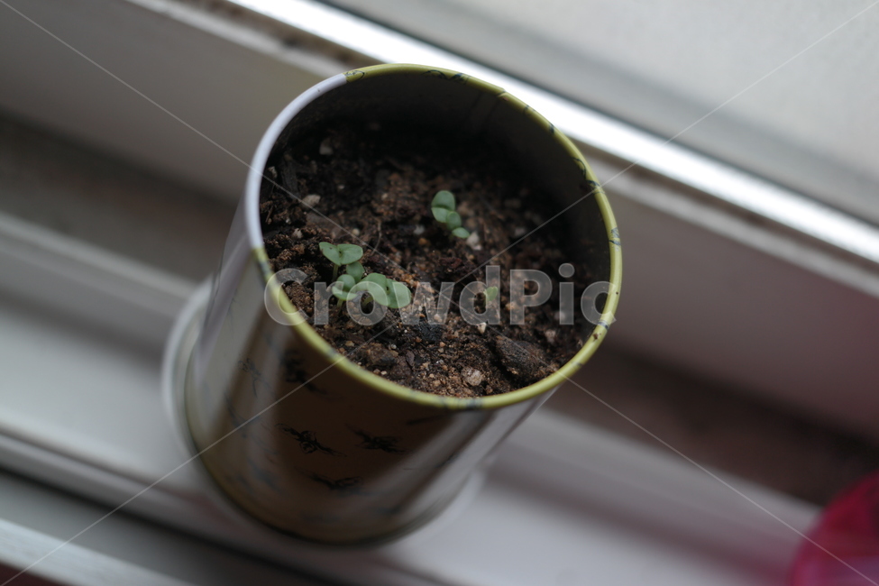 soil,흙,plant,식물,새싹,봄