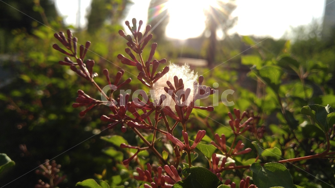 라일락,꽃,핑크,핑크꽃,식물,배경,lilac,flower,pink,pinkflower,nature,plant,bloom,floral