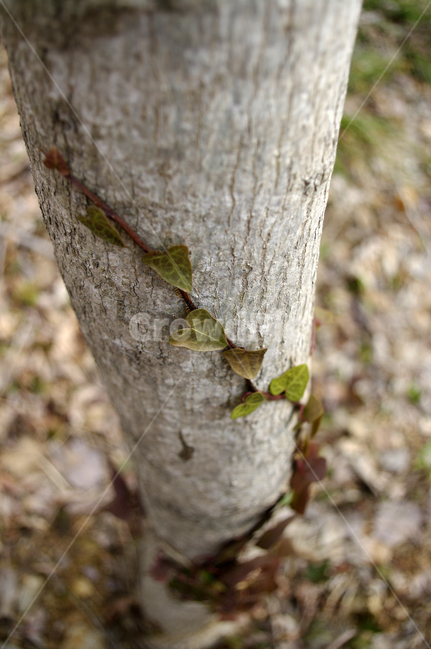 자연,나무,식물,plant,tree,나무줄기,넝쿨,나무,trees,wood