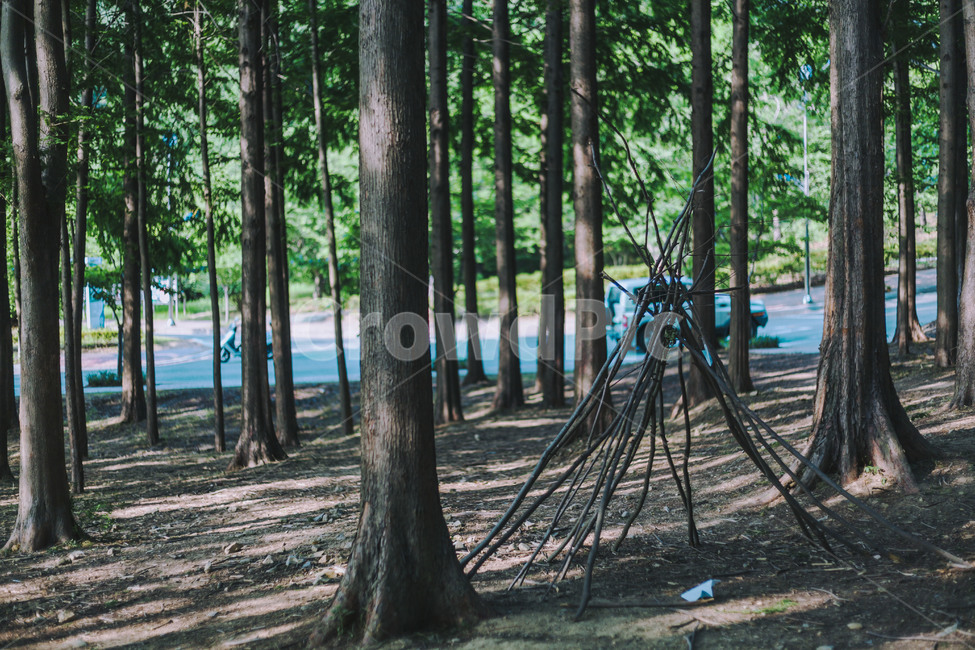 나무숲,소꿉장난,가을,공원,산책,자연,풍경,nature,landscape,식물,plants,나무,trees,wood,감성,sensible,feeling,tree,plant