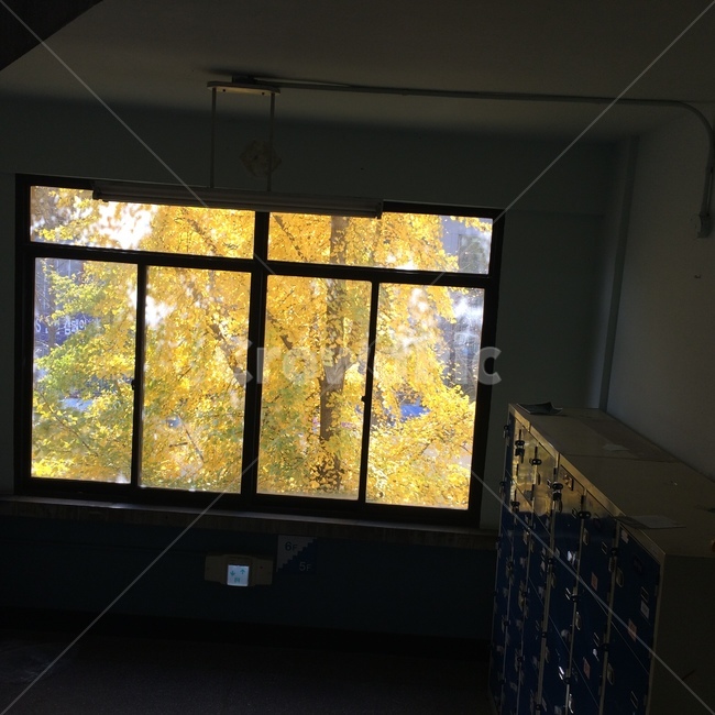 은행나무,계절감,나무,노랑,가을,식물,가을,계절,fall,autumn,season