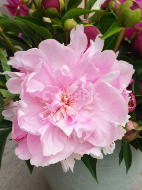 작약꽃,꽃,flower,식물,화분,식물,자연,plants,nature,꽃,flower