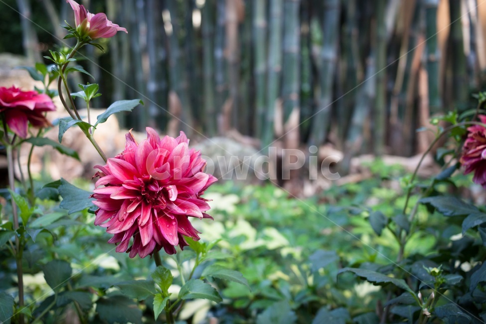 blossom,plant,식물,flower,꽃,red,pink,붉은색,숲,나무,forest,tree