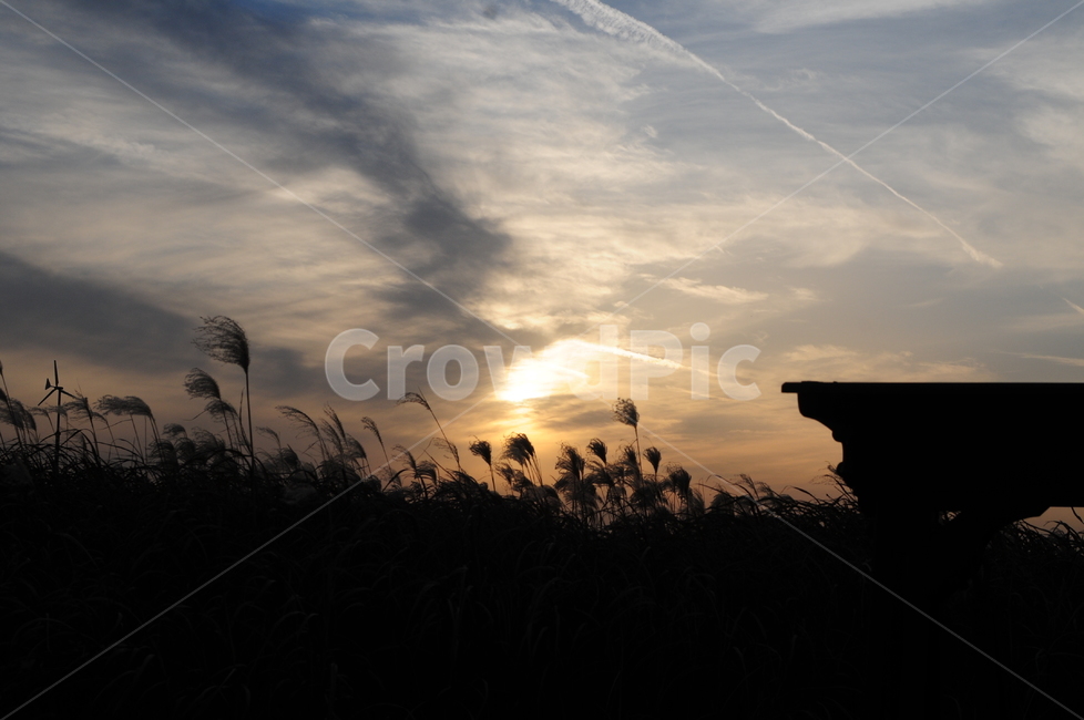 노을,갈대,겨울,분위기,하늘공원