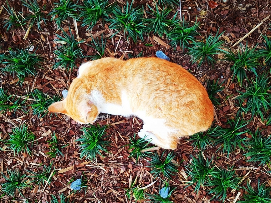 휴식,고양이,동물,냥이,포근함,얌전,로고,주황,초록,색감,여행,자연,rest,cat,animal,cozy,meek,logo,orange,green,color,travel,nature,동물,animal,포유류,mammal,고양이,cat,kitten,kitty