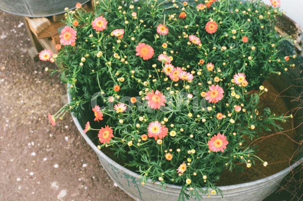 감성사진,필름카메라,식물,필름,꽃,식물,자연,plants,nature,꽃,flower